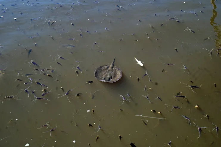Desde el miércoles pasado, pescadores reportan una gran cantidad de peces muertos en varios puntos del río Paraguay. Fotos capturadas en la zona del Club Deportivo Sajonia.