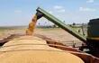 La semilla de soja sigue liderando el rubro exportable, con el 51% del total de los envíos.