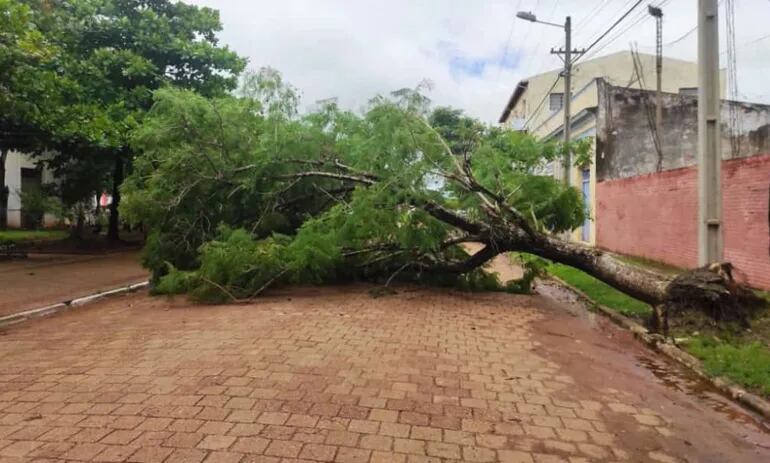 Árbol ubicado en las calles Iturbe entre Mariscal López y Mariscal Estigarribia fue derribado por los fuertes vientos.
