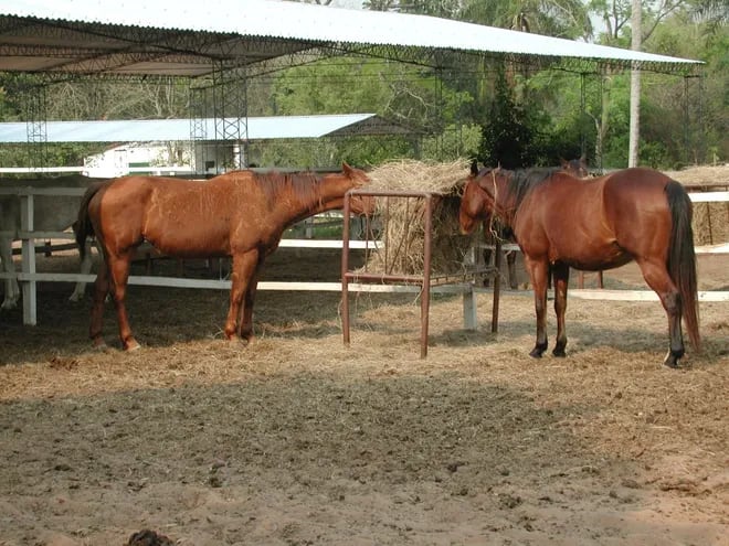 Imagen ilustrativa: caballos.