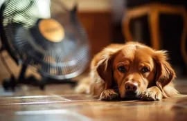 Cuando los tutores salen a trabajar deben dejar el ventilador encendido y agua fresca a disposición de sus mascotas.