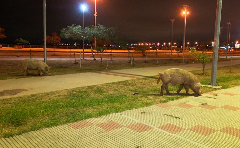 Cerdos pasean sin control en la Costanera Norte.