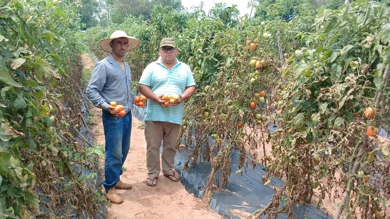 Los productores Gustavo Ortiz (izq.) y Alcides González (der.) con sus tomates listos para ser cosechados.
