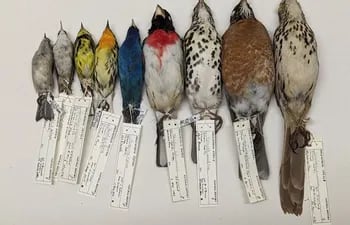En ambos estudios, las especies de aves más pequeñas disminuyeron proporcionalmente más deprisa su tamaño corporal y aumentaron proporcionalmente más deprisa la longitud de sus alas.