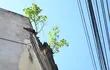 Árbol crece en techo y pared de una casa patrimonial en el microcentro capitalino.