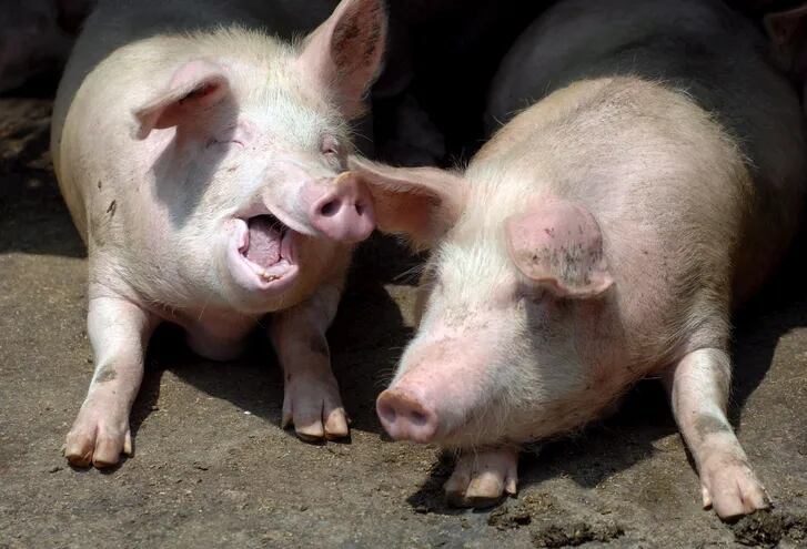 Países de Sudamérica se unen para prevenir ingreso de peste porcina africana. (archivo)
