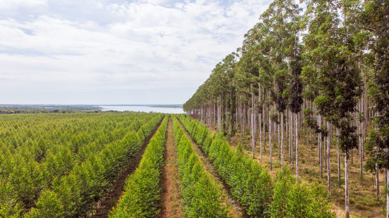 En el Paraguay existen unas 200.000 hectáreas de cultivos forestales, con una reposición de 20.000 hectáreas por año.