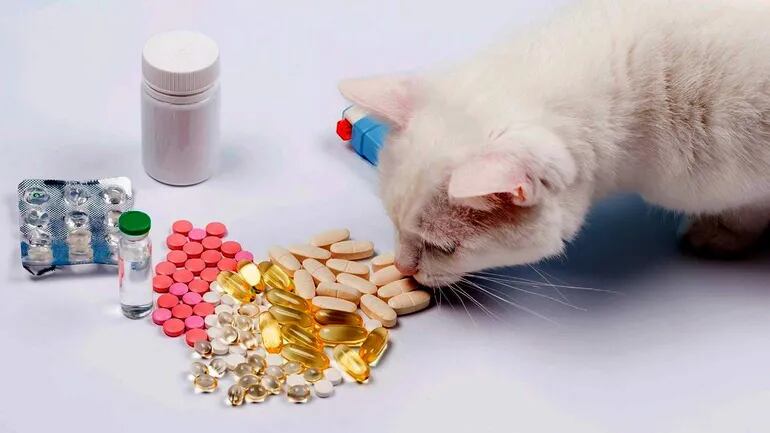 Norma exégesis transmisión Mascotas: por qué no debés medicar a tu gato por tu cuenta - Mascotas - ABC  Color