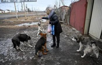 Un estudio genético con 302 perros salvajes de la Zona de Exclusión de Chernóbil (ZEC) ha identificado poblaciones caninas genéticamente distintas entre sí y de perros de otros lugares del mundo. Foto ilustrativa.