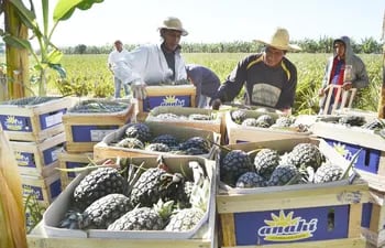 el-comite-de-agricultores-23-de-agosto-de-guayaybi-envio-la-primera-partida-de-pinas-al-mercado-argentino-el-objetivo-es-enviar-este-ano-unas-20-00-210720000000-1659737.jpg