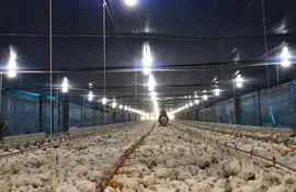 Unas 300 granjas avícolas están imposibilitadas de recibir materia prima para el alimento balanceado que se necesita suministrar en los galpones. Foto gentileza del gremio APPEP