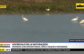 Pese a sequía, diversas aves migratorias en el banco San Miguel