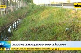 Criaderos de mosquitos en zona de Ñu Guasu