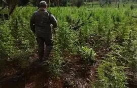 destruyen-plantaciones-de-marihuana-en-pedro-juan-205147000000-1827842.jpg
