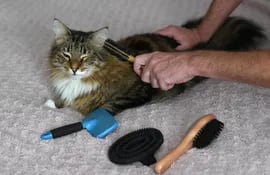 hay-muchos-tipos-de-cepillos-y-peines-para-el-cuidado-del-pelo-del-gato--124006000000-1719248.jpeg