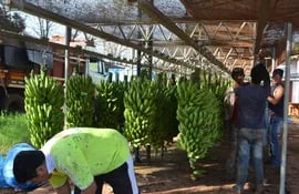 Un grupo de productores  trabajan en la preparación de los cachos de la banana para el empaquetado correspondiente.