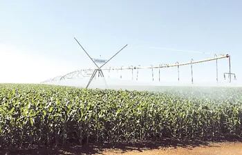 el-maiz-nk-603-esta-disenado-para-el-cultivo-de-areas-de-refugio-de-otra-variedad-transgenica-y-asi-darle-sostenibilidad-tecnologica--212021000000-1031692.jpg