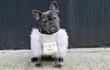 Un bulldog francés hembra, llamado Magnolia con un bolso Chanel durante la semana de la moda en Nueva York.