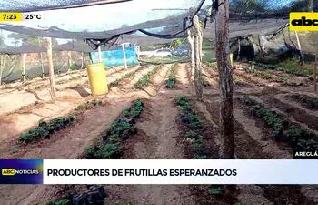 Video: Productores de frutilla esperanzados