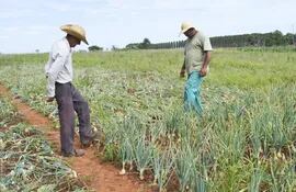 los-productores-epifanio-trinidad-y-doroteo-cerna-experimentan-desde-este-ano-en-el-cultivo-de-cebollas-los-labriegos-destacaron-las-bondades-de-e-203055000000-1528204.jpg