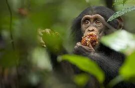 El antiguo director de la agencia de protección de la naturaleza de República Democrática del Congo y dos ex colaboradores fueron incluidos en la lista de sancionados de Estados Unidos por tráfico de gorilas, chimpancés y otras especies protegidas, según un comunicado oficial.