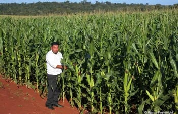 Cultivo de maíz zafriña de la campaña 2022, en la comunidad de Puerto Barra, Alto Paraná, del proyecto Avatiky