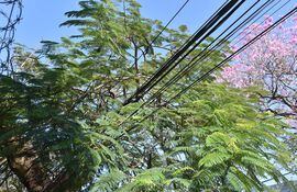 Desde la Ande, piden evitar plantar árboles de altura cerca de las líneas de energía eléctrica.