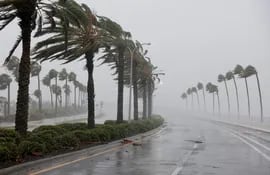 Palmeras afectadas por el viento del huracán Ian en Sarasota, Florida, Estados Unidos.