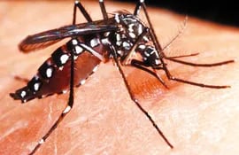 dengue-y-cambio-climatico-195633000000-1090272.jpg