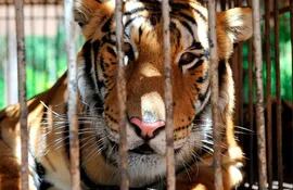 tigres-y-leonoes-osvaldo-terry-154425000000-507549.jpg