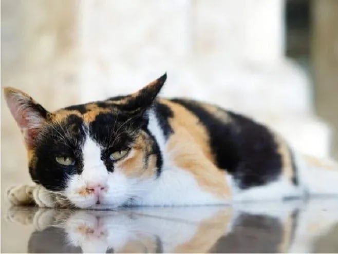 La hipopotasemia es una alteración electrolítica muy común en gatos: Los casos son leve o moderada y presentan falta de apetito y letargo, y puede ser mortal si no se trata.