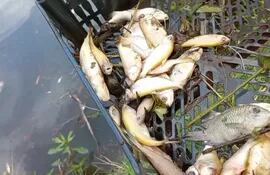 Peces de diversas especies aparecieron muertos en el lago de la República de CDE.
