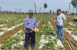 El productor Carlos Fulgencio Morales, de la compañía Caraguatay de Acahay, muestra con impotencia lo que quedó de su plantación de zucchini.