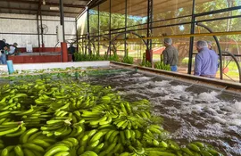 Primer envío de carga de banana para exportación al mercado de Chile.