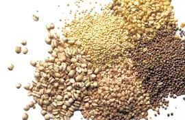 semillas-certificadas-215618000000-504327.jpg