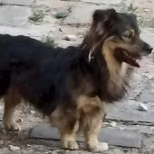 Este perro se perdió en el barrio Mburucuja.