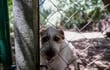 Los refugios de perros en Chipre están desbordados en lo que algunos voluntarios consideran una crisis causada por el abandono de animales adoptados durante la pandemia de Covid y por complicaciones en la adopción derivadas del Brexit.