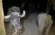 Dos de los búfalos recuperados por la Policía tras la captura de los cinco supuestos cuatreros.