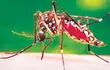 el-virus-de-la-chikunguna-es-transmitido-tambien-por-el-aedes-aegypti-mosquito-que-ocasiona-el-dengue--200141000000-1123838.jpg
