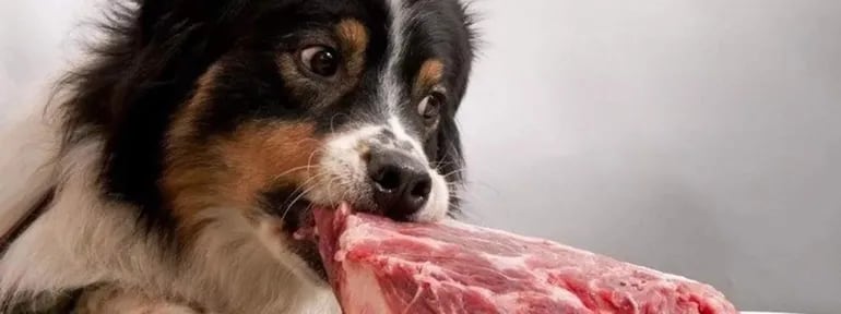 La ingesta de carne cruda puede generar toxoplasmosis en los perros.