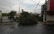 Uno de los tantos árboles caídos en Asunción.