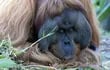 expertos-aseguran-que-los-orangutanes-podrian-extinguirse-en-la-proxima-decada-foto-eluniverso-com-195943000000-1491619.jpg
