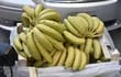 Los productores de bananas estiman una pérdida de G. 100 millones si es que en menos de una semana no entregan la carga que trajeron desde Tembiaporá, departamento de Caaguazú.