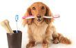 Existen varios métodos de cuidado bucal para las mascotas: gel dental, enjuague bucal, palitos masticables, cepillos, inclusive pasta dental con saborizantes.