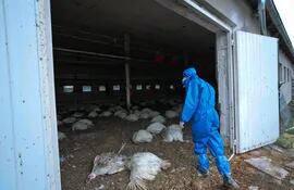 Un trabajador sanitario participa en un ejercicio para sacrificar y destruir aves de corral afectadas por el virus H5N8, también conocido como gripe aviar, en una granja avícola en Glinik, Polonia.