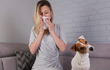 Los signos de la alergia a alguna mascota son similares a una rinitis alérgica (fiebre del heno), como estornudar y moquear.