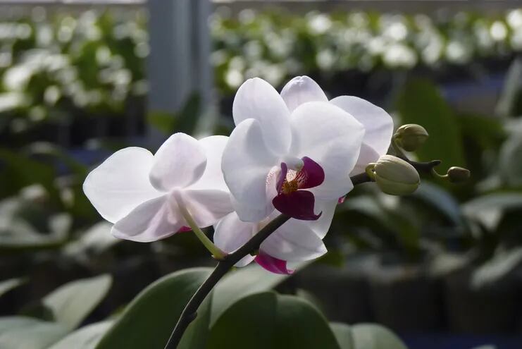 Las orquídeas no tienen que estar expuestas al viento sur, que es su enemigo número uno.