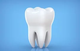diente premolar