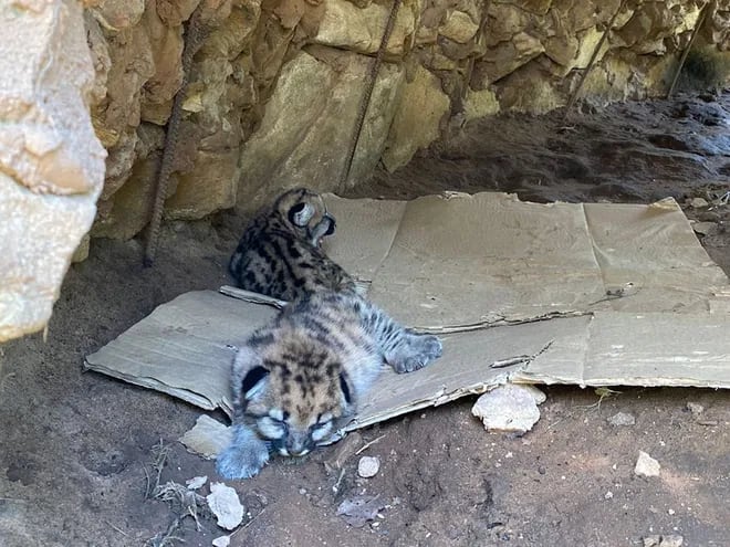 Las dos crías de puma nacidos en cautiverio en san Bernardino, evolucionan favorablemente.
