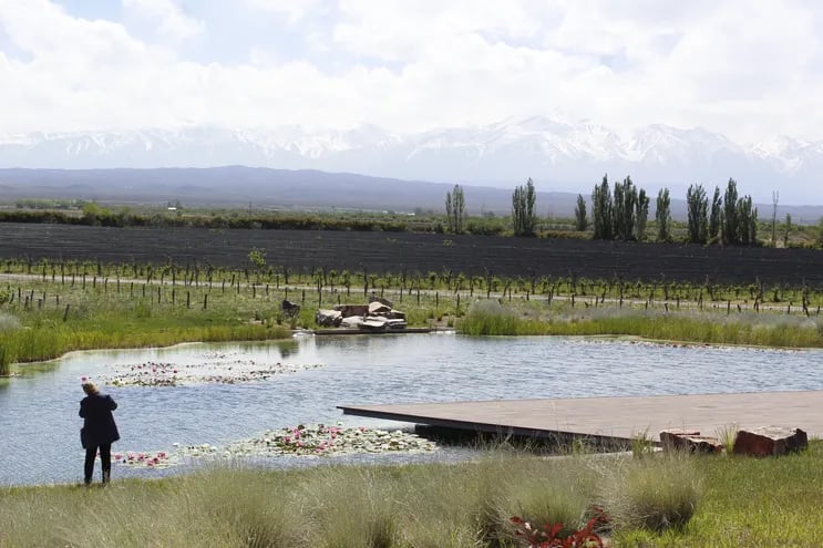 Los viñedos de Alpamanta en Luján de Cuyo, Mendoza. En el fondo la precordillera de los Andes.